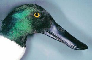 Northern Shoveler