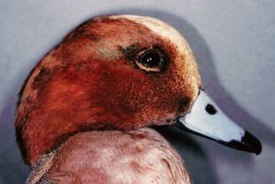 Eurasian Wigeon