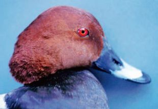 Common Pochard