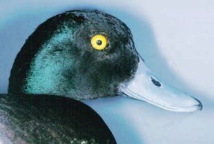 Greater Scaup