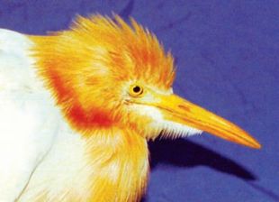 Cattle Egret