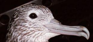 Streaked Shearwater