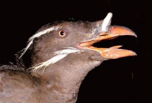 Rhinoceros Auklet