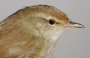 Japanese Bush Warbler