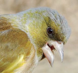 Oriental Greenfinch