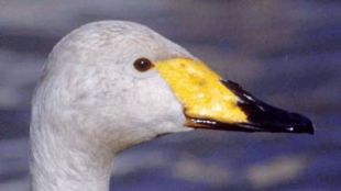 Tundra Swan
