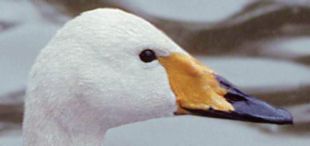 Whooper Swan