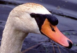 Mute Swan