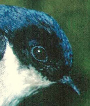 Asian House Martin