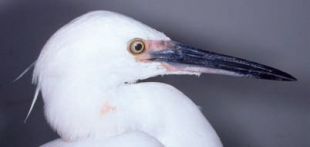 Little Egret