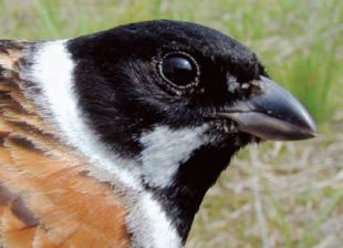 Emberiza schoeniclus