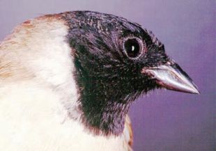 Japanese Reed Bunting