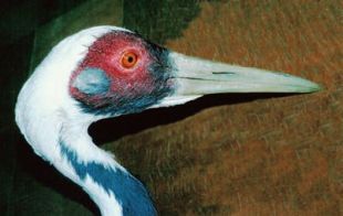 White-naped Crane