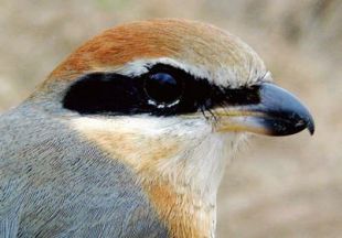 Bull-headed Shrike