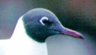 Black-headed Gull