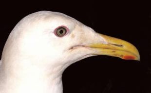 Larus schistisagus