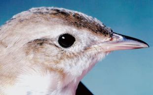 Japanese Marsh Warbler