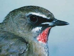 Siberian Rubythroat