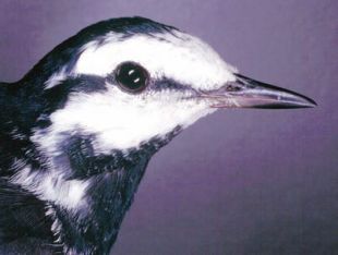 Motacilla alba