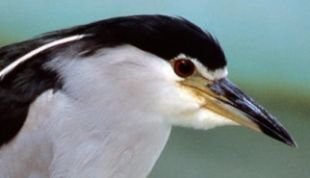 Black-crowned Night Heron