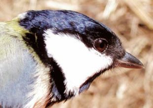 Japanese Tit