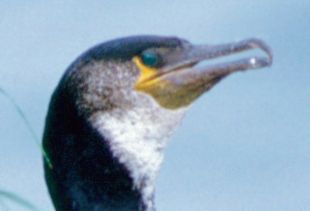 Phalacrocorax capillatus