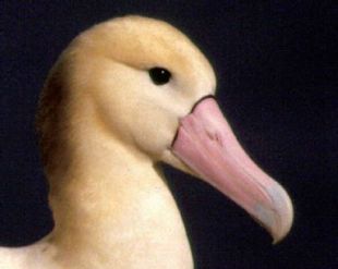 Short-tailed Albatross