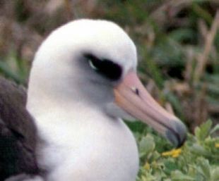 Laysan Albatross