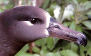 Black-footed Albatross