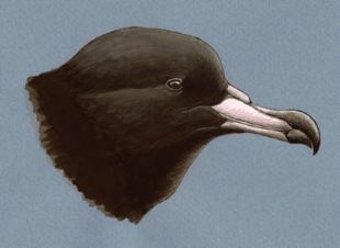 Flesh-footed Shearwater