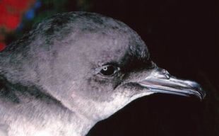 Short-tailed Shearwater