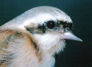 Eurasian Penduline Tit