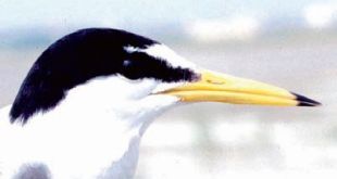 Little Tern