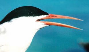 Roseate Tern