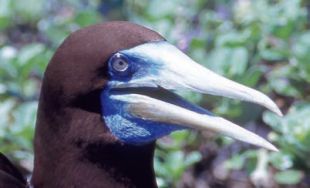 Brown Booby