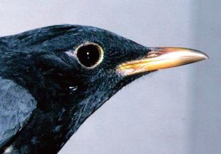 Turdus cardis