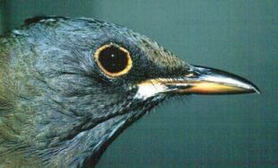 Turdus pallidus