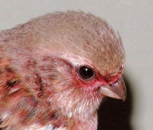 Long-tailed Rosefinch