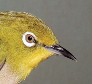 Japanese White-eye