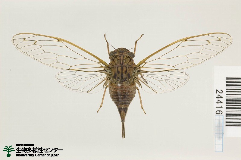 カメムシ目 -Hemiptera-