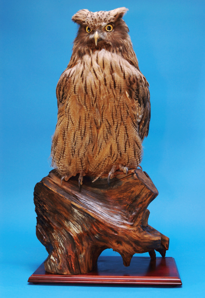 Blakiston's Fish Owl