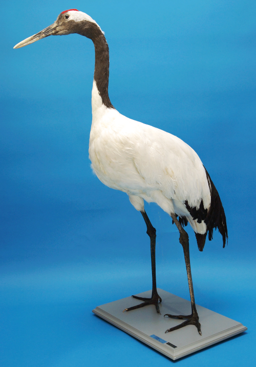 Japanese Crane