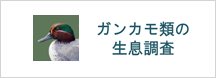 ガンカモ類の生息調査