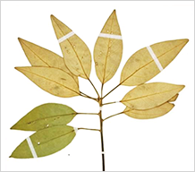 生物多様性センター(環境省 自然環境局)