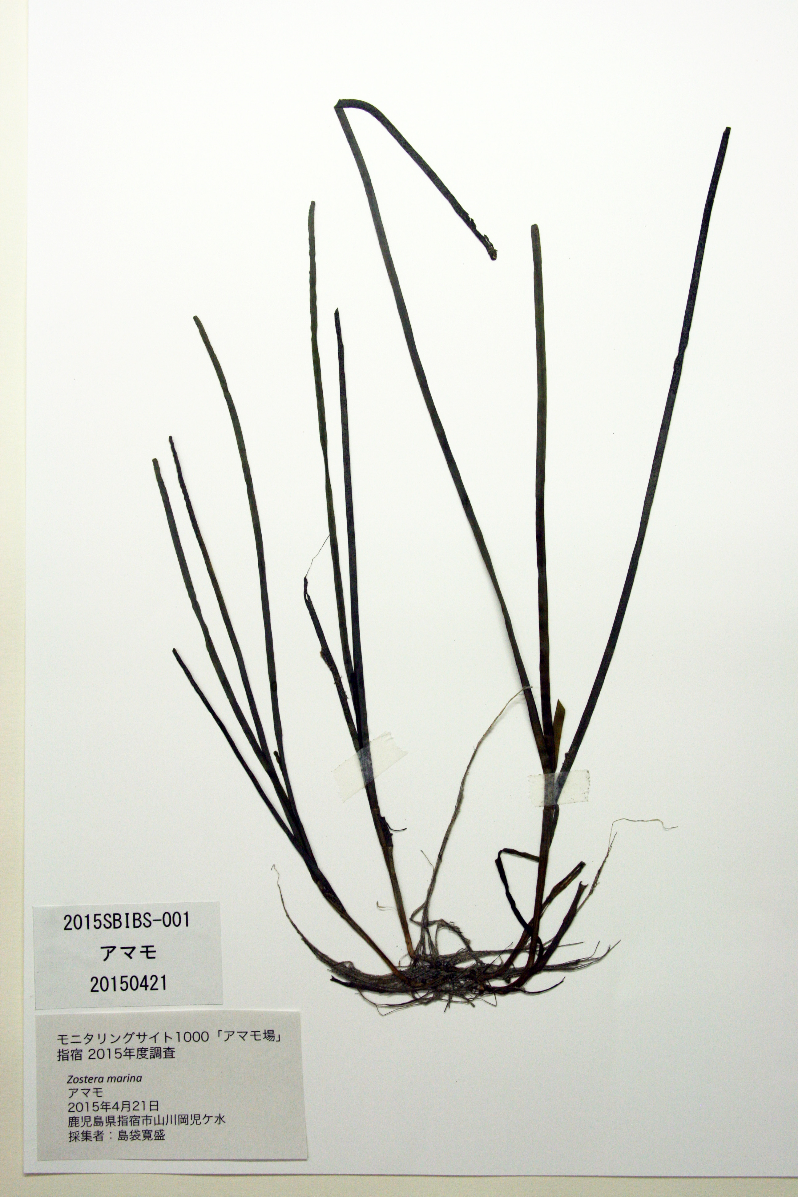 海草（アマモ）