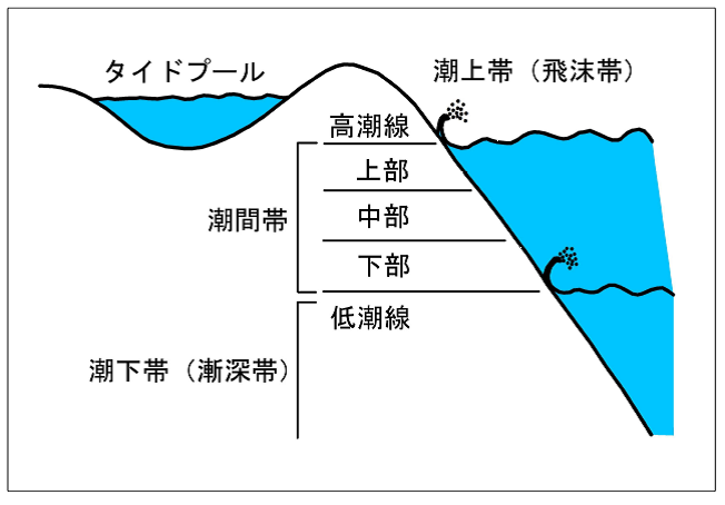 図 海藻類の生育する場所（沿岸の地形断面）
