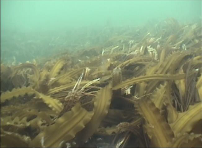 コンブ科（北海道羅臼知床）