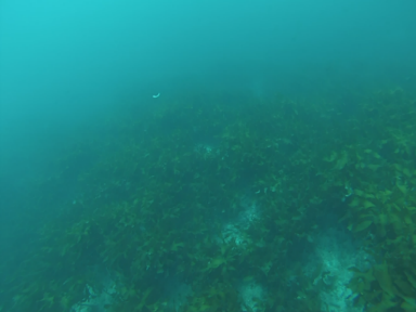 ワカメ類（日本海沿岸海区）