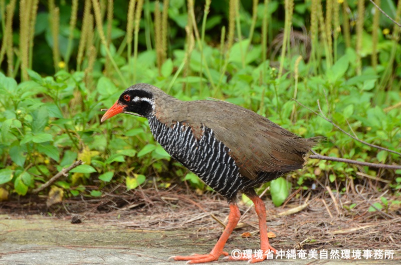 ヤンバルクイナの個体数変化