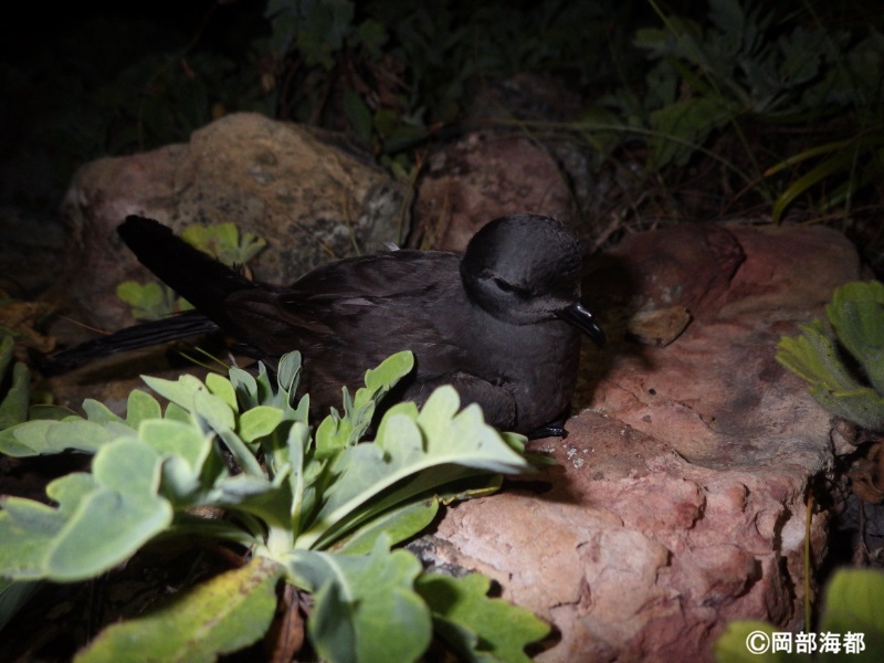 ヒメクロウミツバメの巣数の経年変化